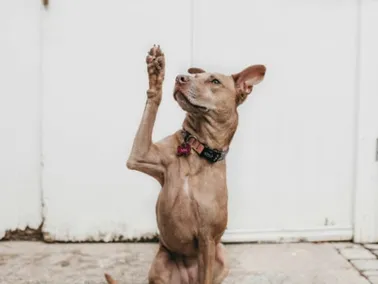 Posso assistir stories por sites anônimos? Explicação clara e sem mistério!